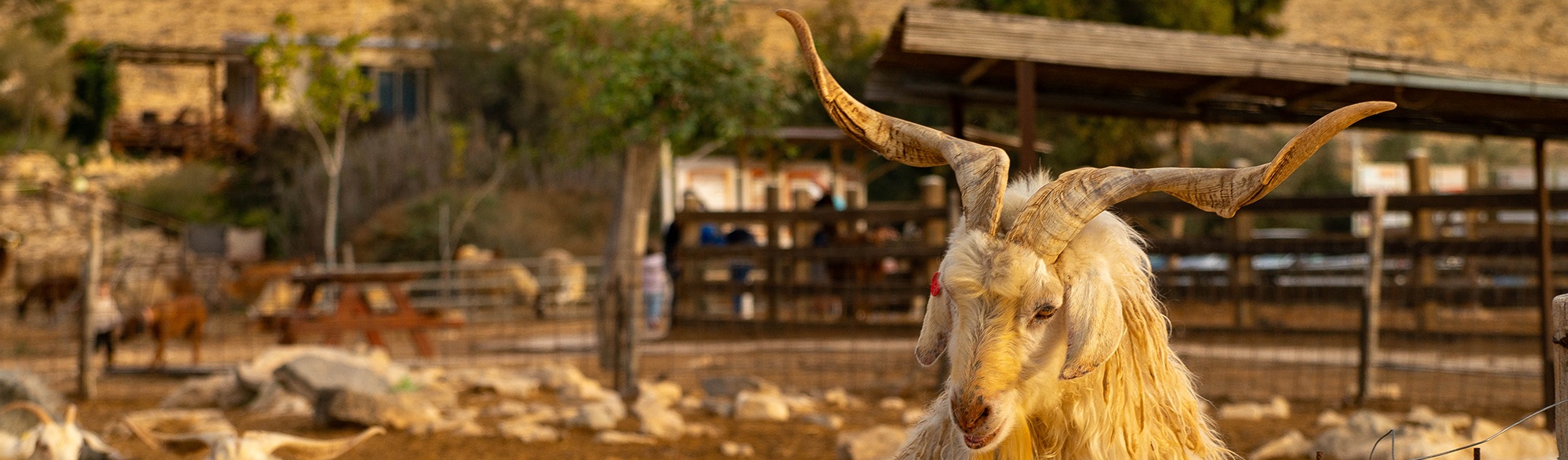 Jewish Tours to Israel and Mizpe Ramon